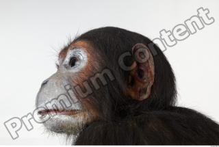 Chimpanzee - Pan troglodytes 0035